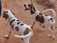 /album/trackingdogs/a24-fn-250x189-jpg/